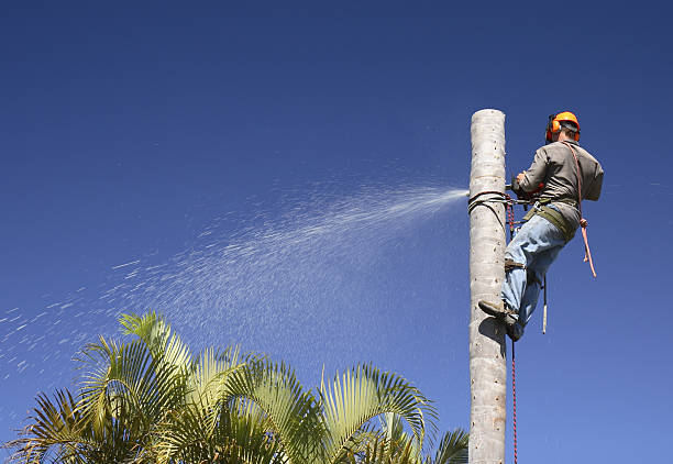 Best Hazardous Tree Removal  in Edgewood, TX