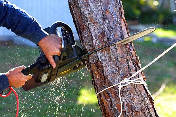 Edgewood, TX Tree Removal Services Company