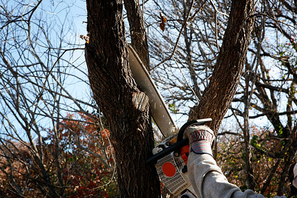 Best Tree Preservation Services  in Edgewood, TX